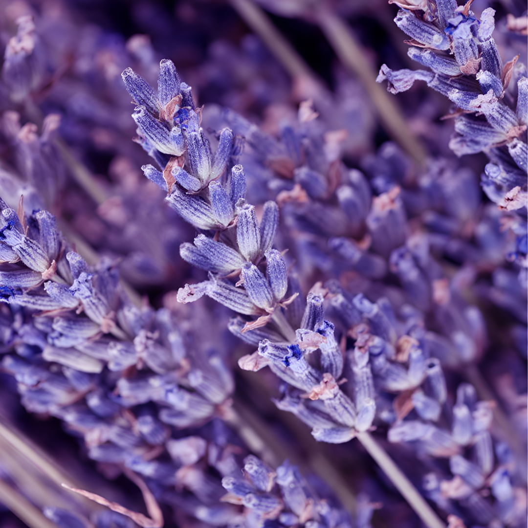 PURPLE CALM
